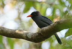 Black-fronted Nunbird